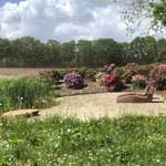 Natuurlijke tuin in Dwingeloo, drie jaar na aanleg