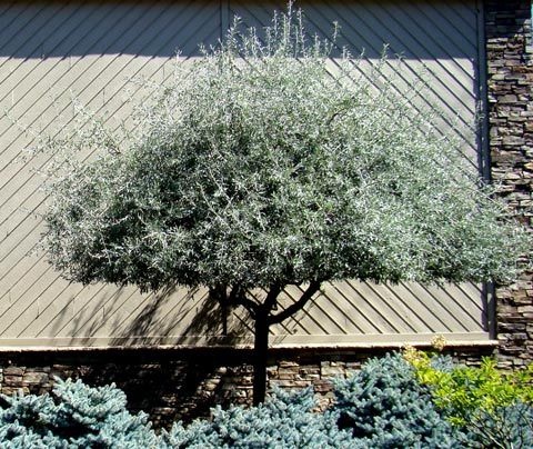 boomkwekerij drenthe pyrus salicifolia pendula