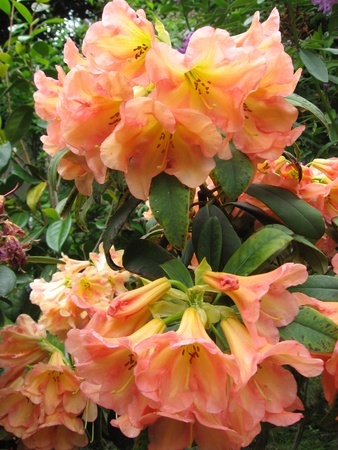 rhododendron - harrie boerhof hoveniersbedrijf
