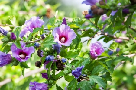 hibiscus harrie boerhof hoveniersbedrijf tuincentrum