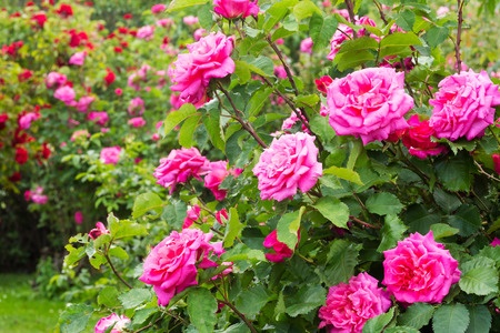 rozenstruik- harrie boerhof hoveniersbedrijf